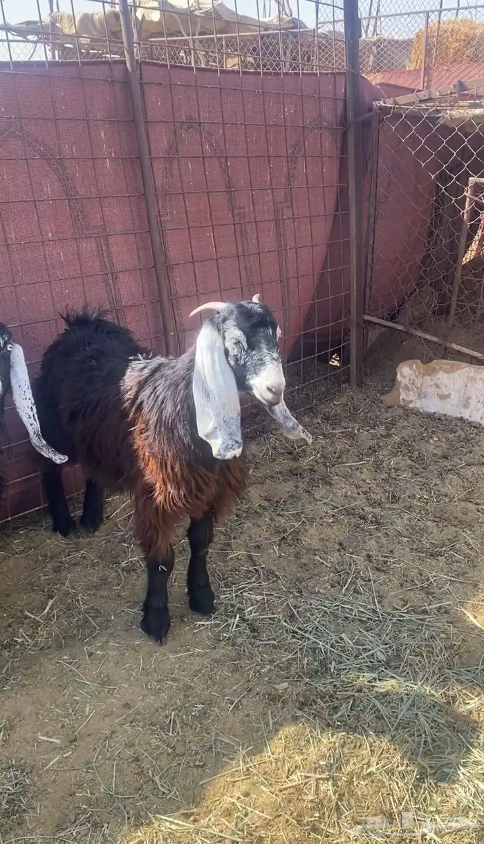 للبيع جفرتين 0