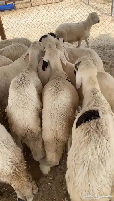 سواكن مرابي خمس شهور على شعير وذرة فاخر index