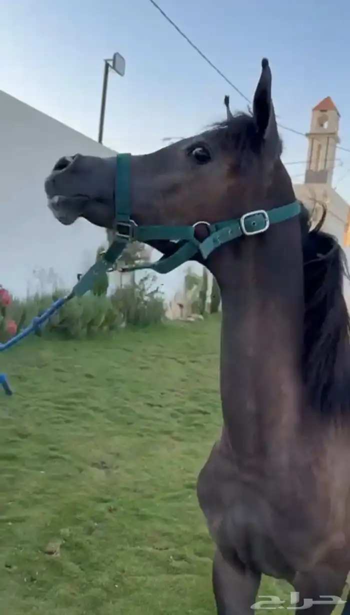 مهره واهواللبيع وصلت 3800 0