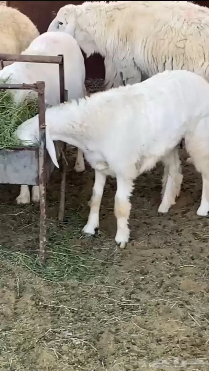 رخل عمرها 5 شهور وجرمها طيب وكبير ومقفله 1