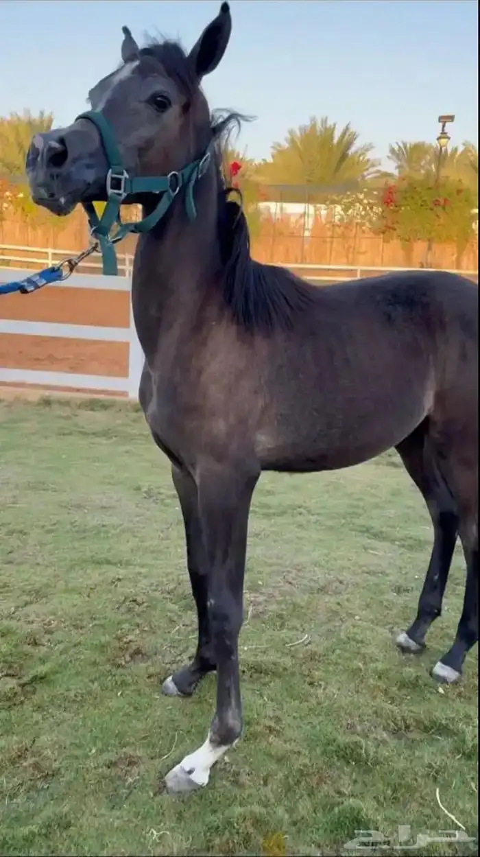 مهره واهواللبيع وصلت 3800 1