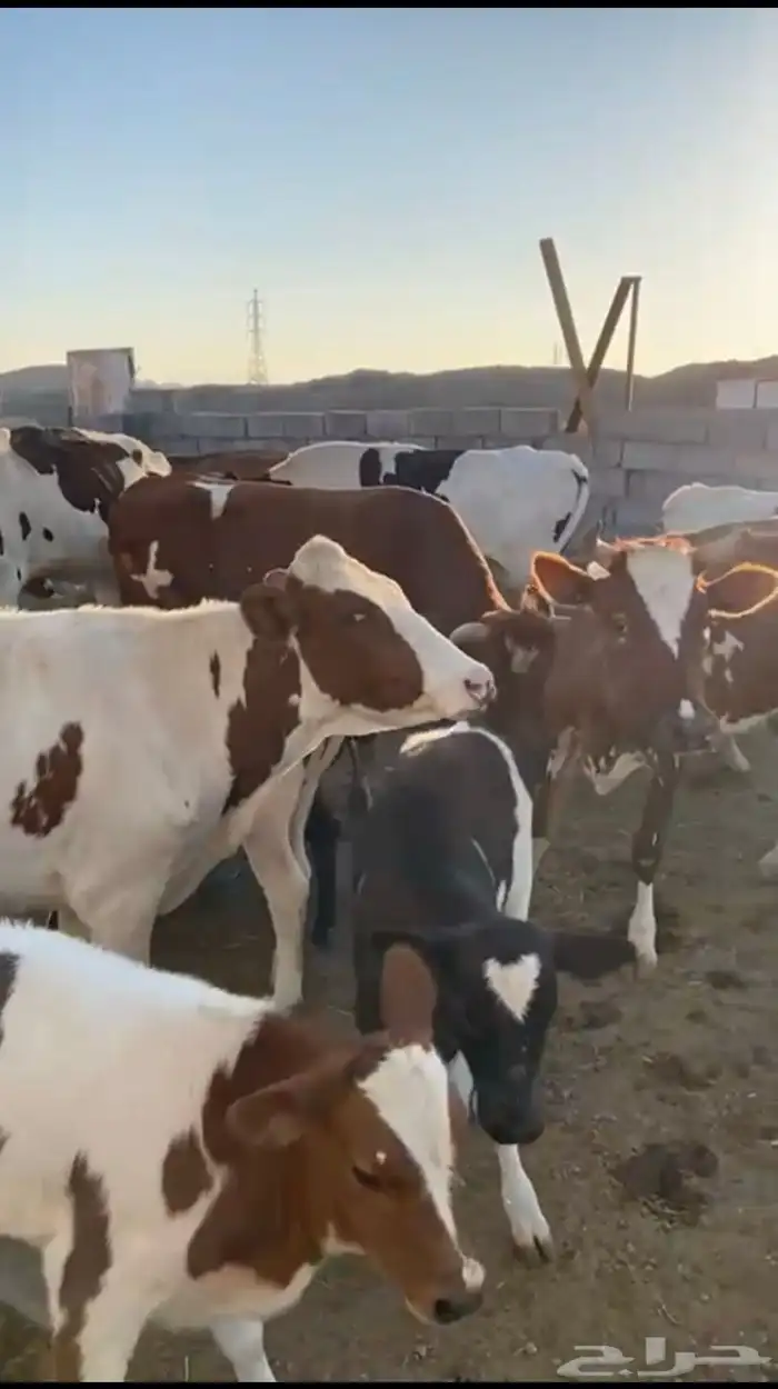 بقر للبيع الموقع ينبع النخل 0