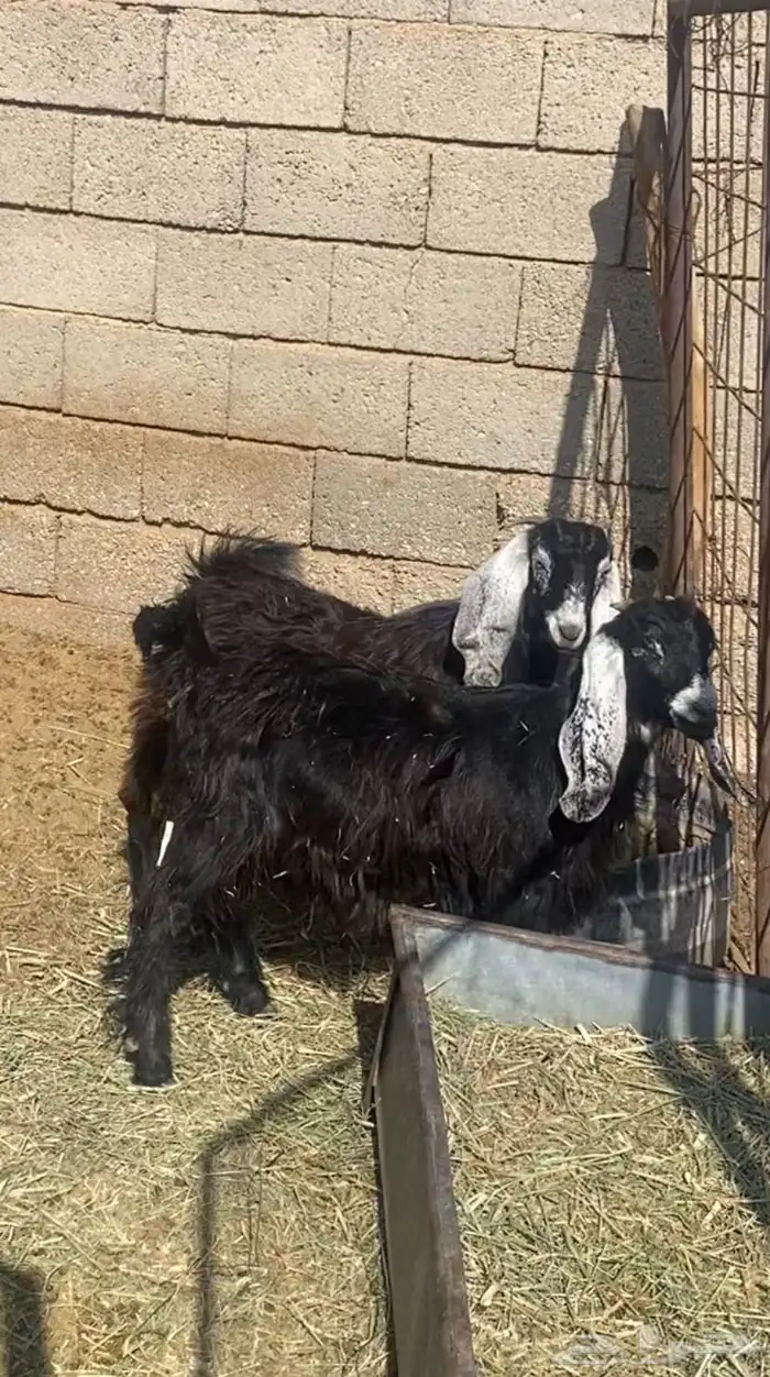 للبيع جفرتين 1