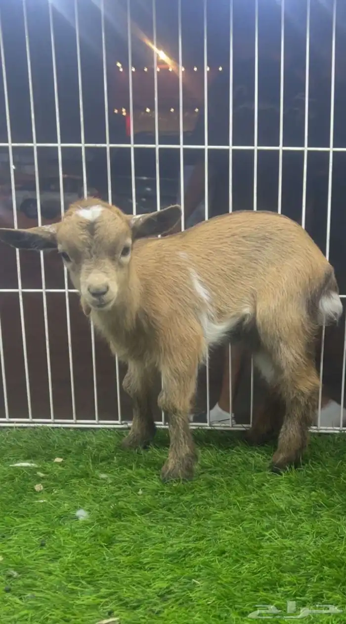 للبيع ماعز قزمي تشيكي 0