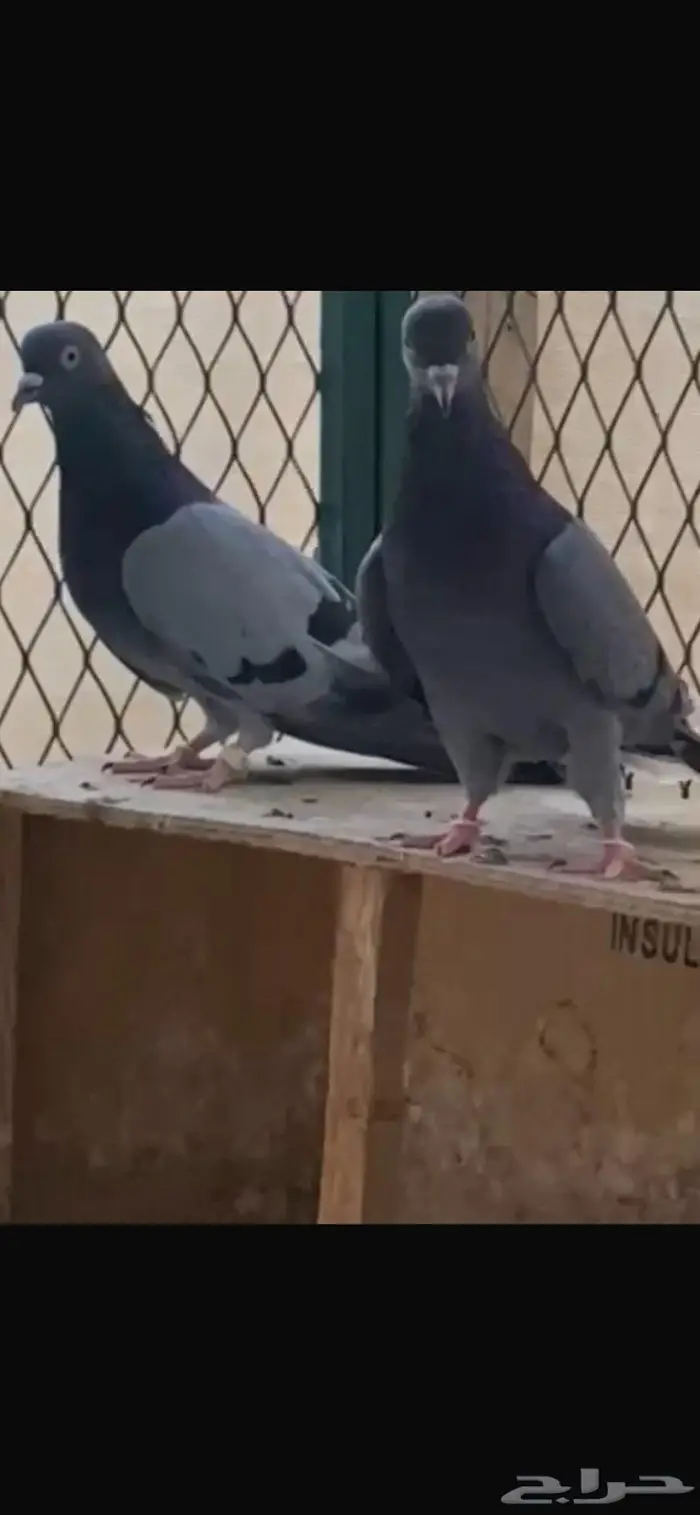 جوز زرق مطاريف من حمام العسعوس. الموقع الخرج 1