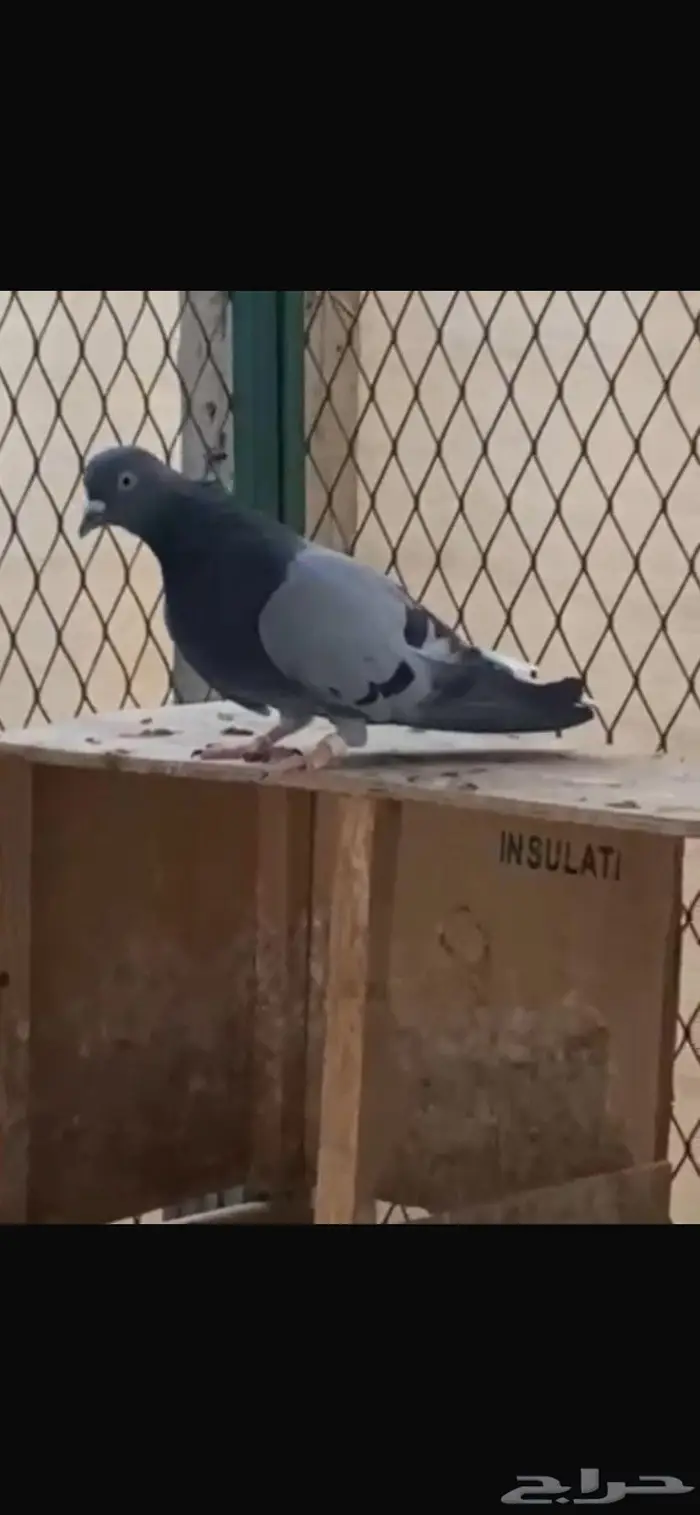 جوز زرق مطاريف من حمام العسعوس. الموقع الخرج 6