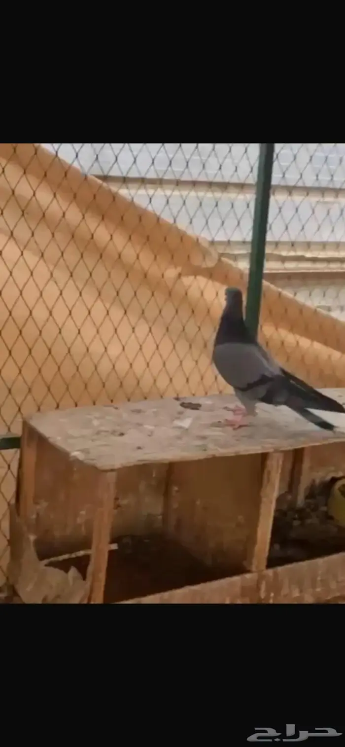 جوز زرق مطاريف من حمام العسعوس. الموقع الخرج 0