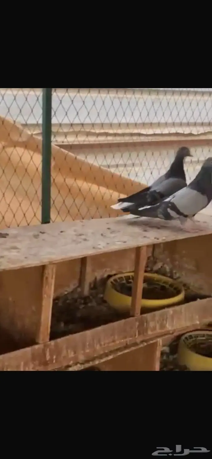 جوز زرق مطاريف من حمام العسعوس. الموقع الخرج 3