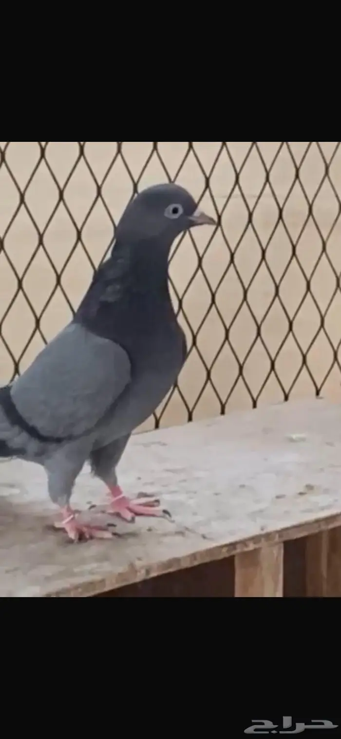 جوز زرق مطاريف من حمام العسعوس. الموقع الخرج 5