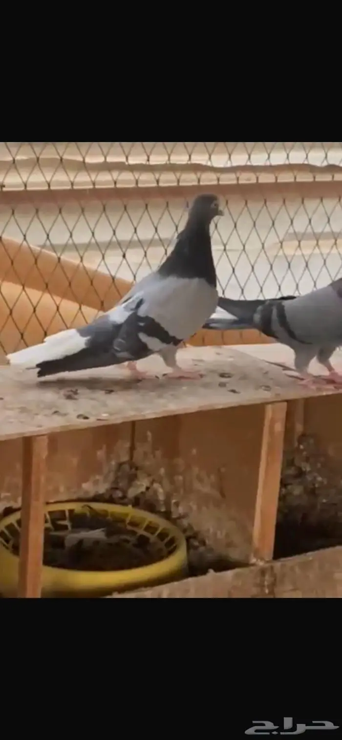 جوز زرق مطاريف من حمام العسعوس. الموقع الخرج 2