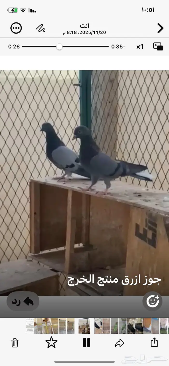 جوز زرق مطاريف من حمام العسعوس. الموقع الخرج 7