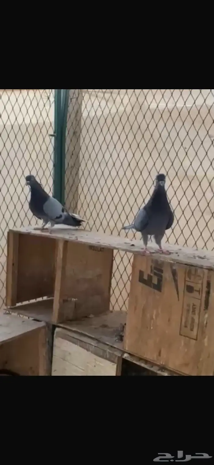 جوز زرق مطاريف من حمام العسعوس. الموقع الخرج 4