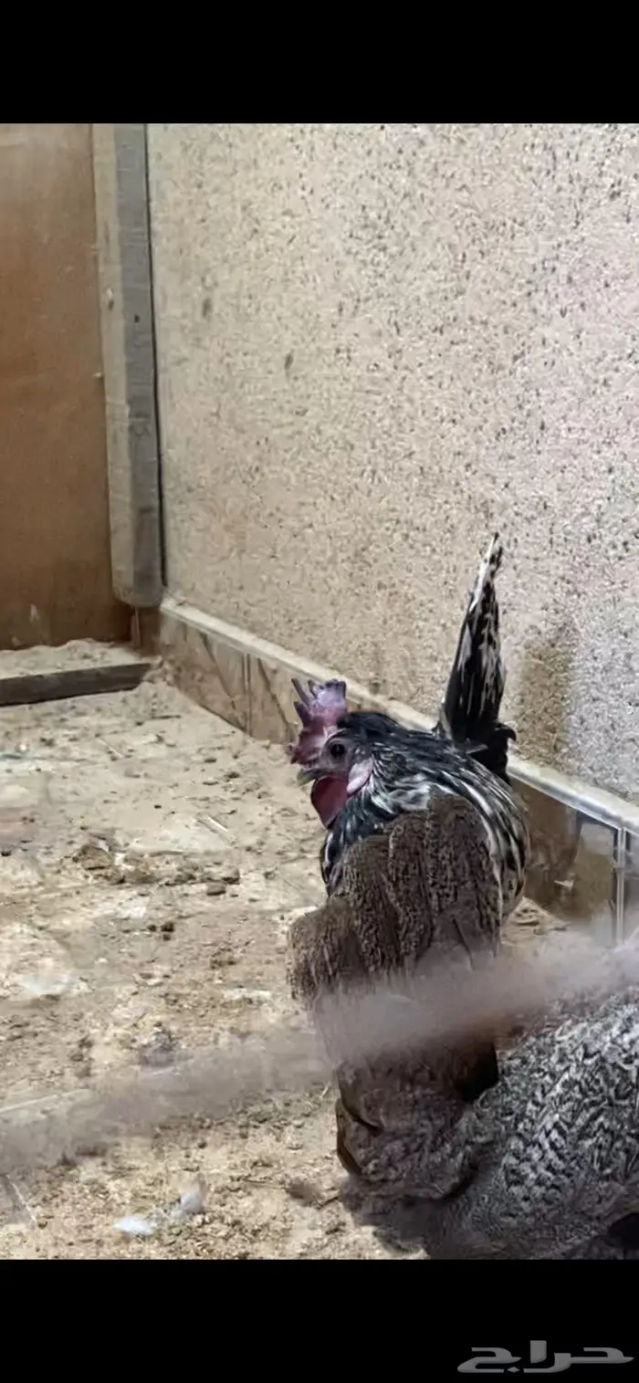 ديك ودجاجتين حباحب 0