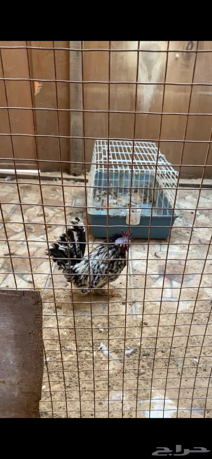 ديك ودجاجتين حباحب 4