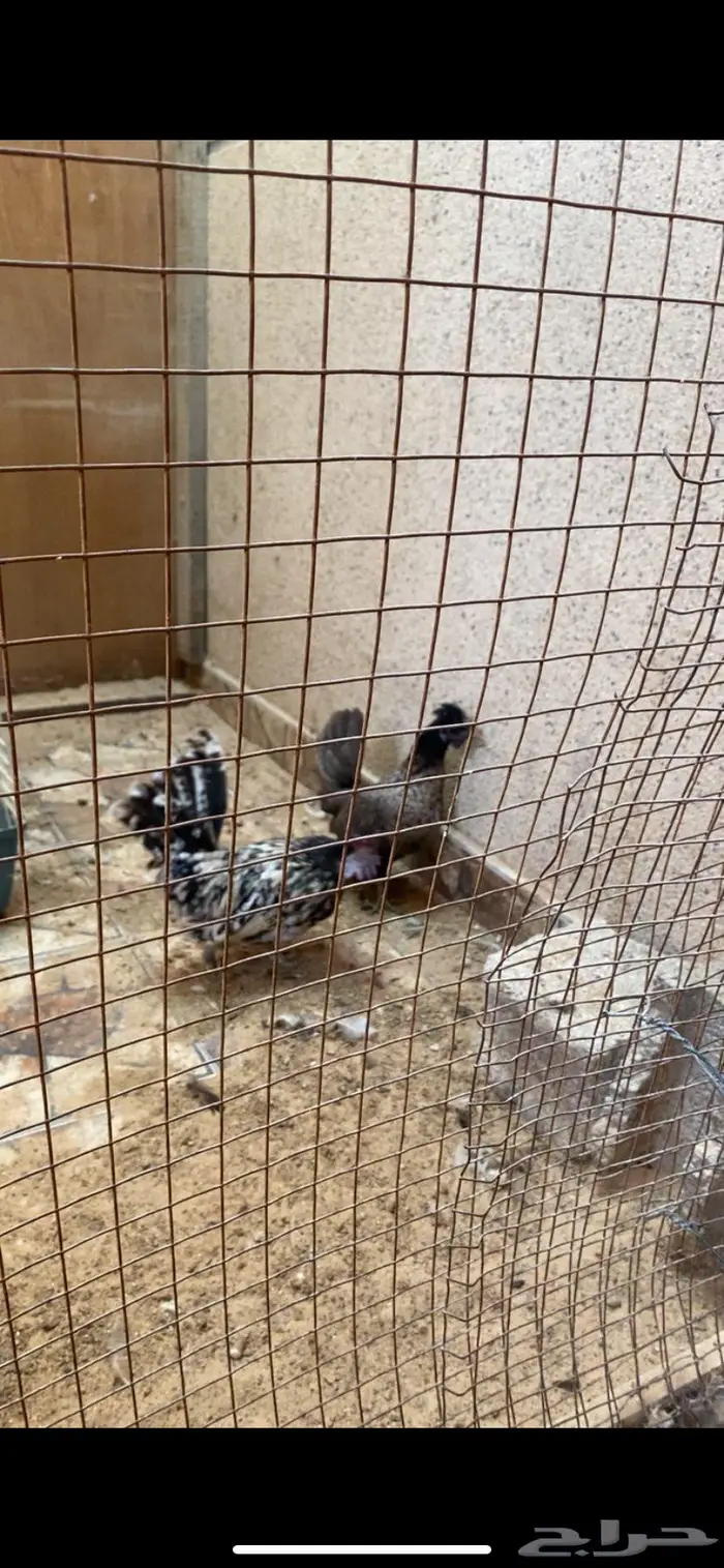 ديك ودجاجتين حباحب 3