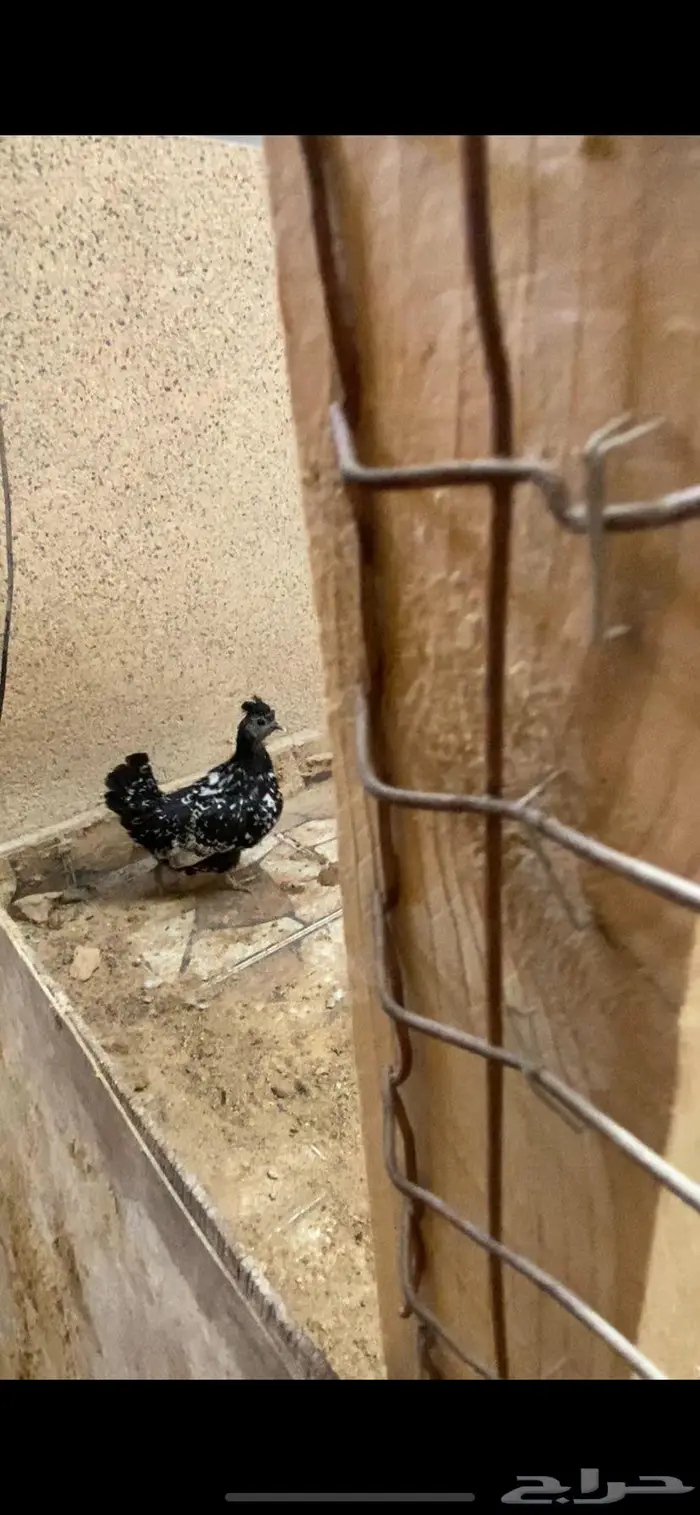 ديك ودجاجتين حباحب 5