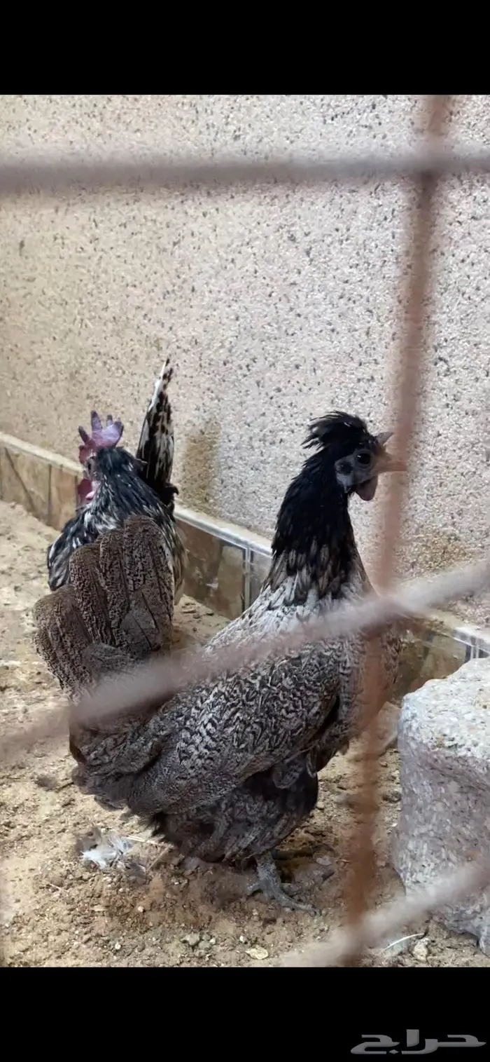 ديك ودجاجتين حباحب 1