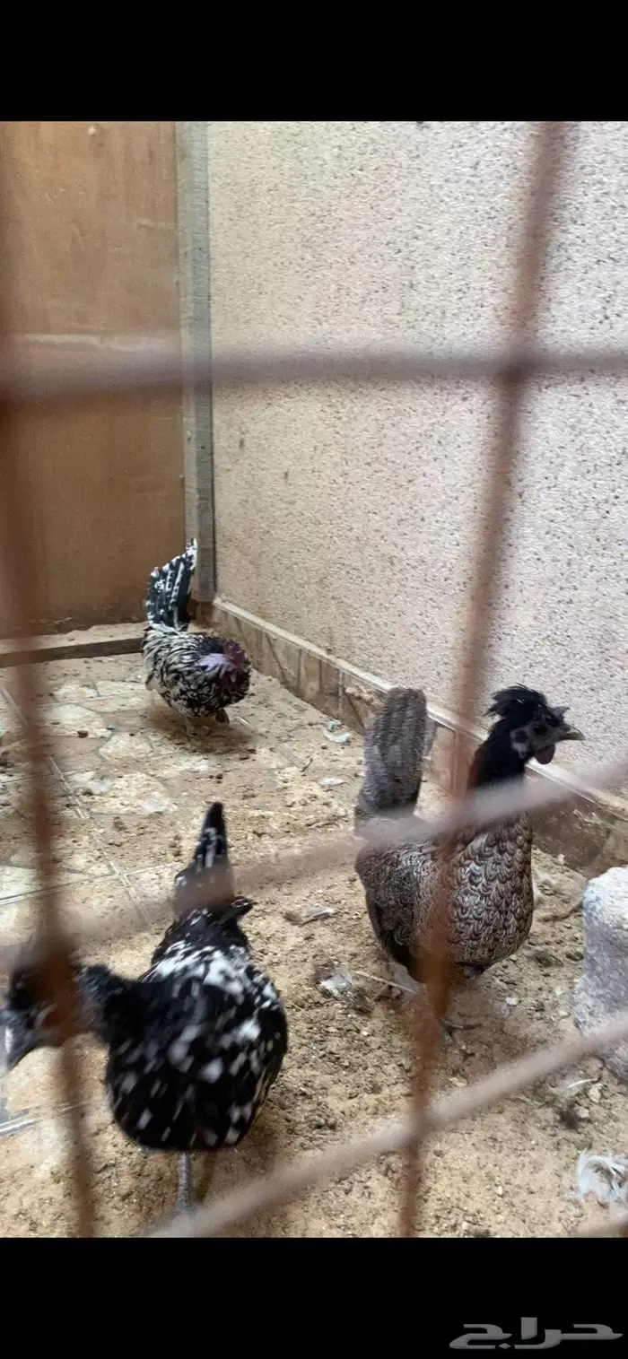 ديك ودجاجتين حباحب 2