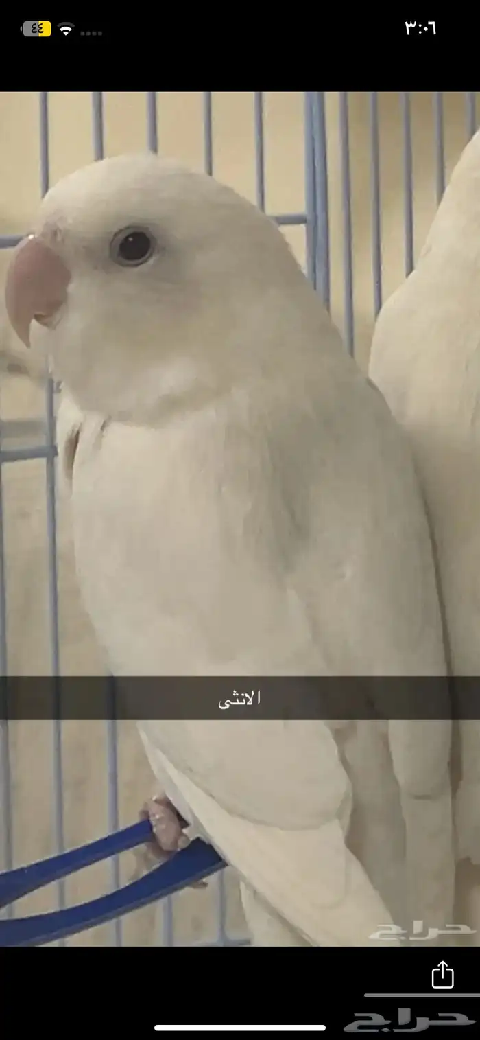 زوج روز البينو 1