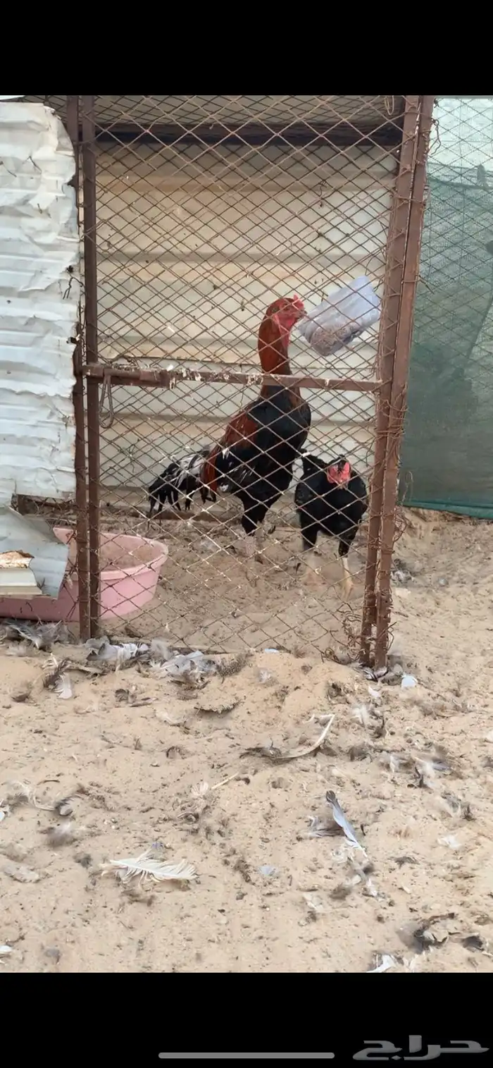 دجاج بكستاني   براهما 5