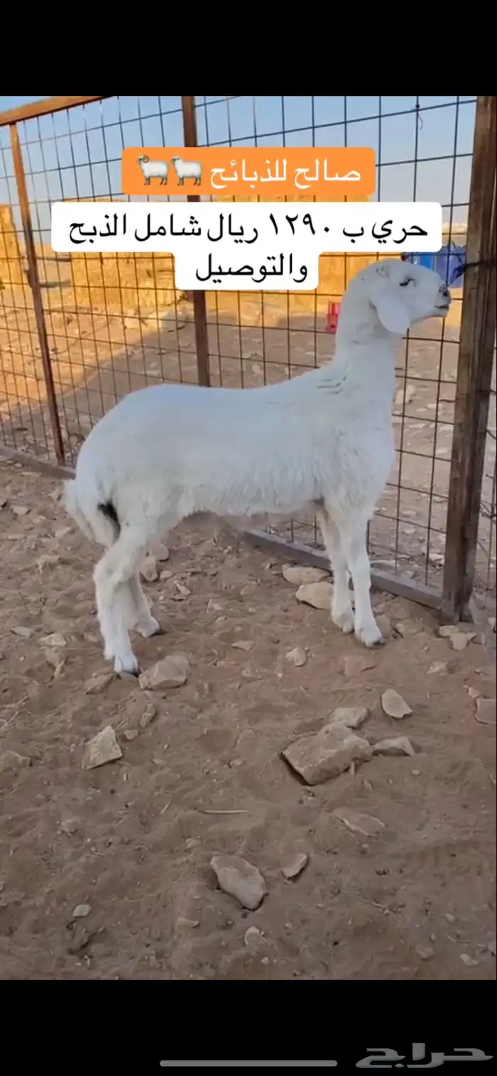 حري هرفي طيب 0