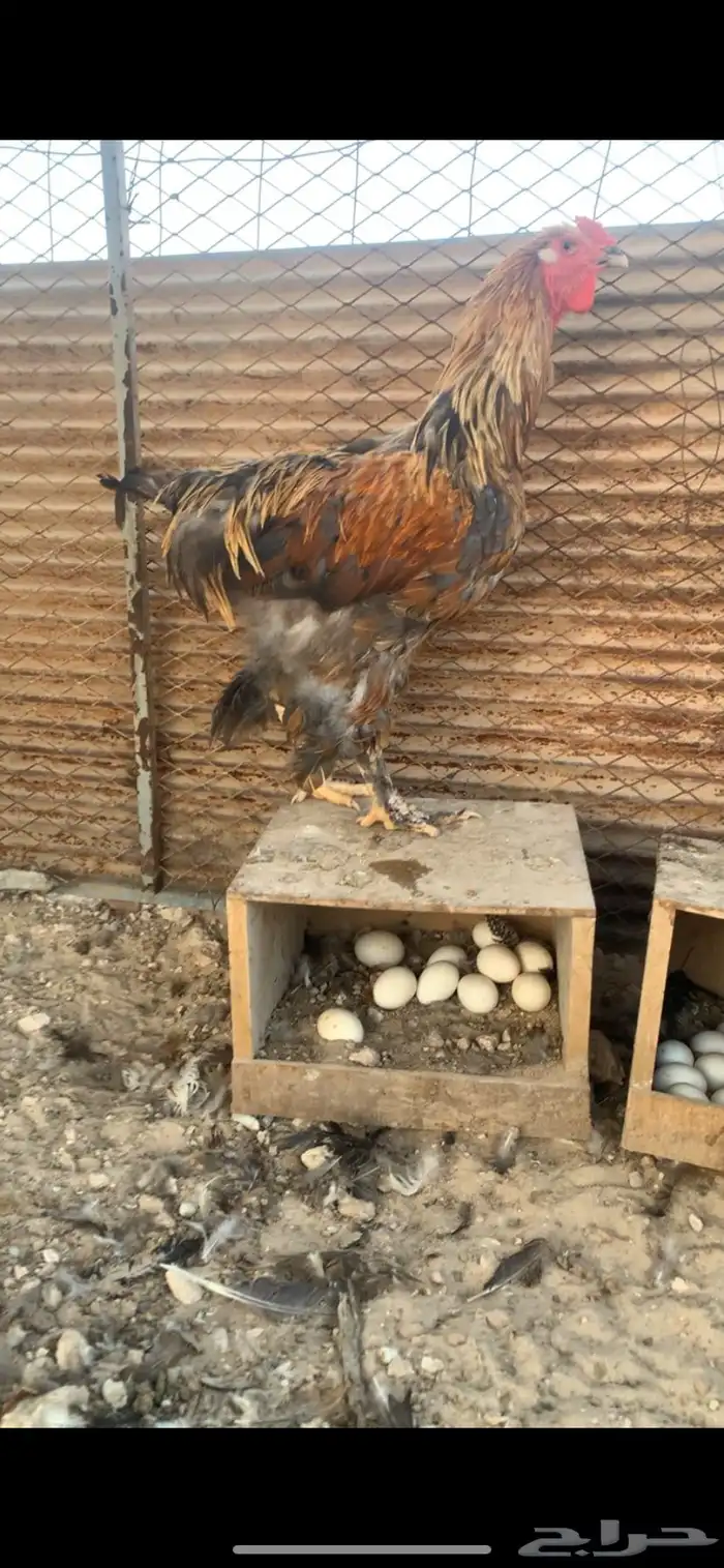 دجاج بكستاني   براهما 1