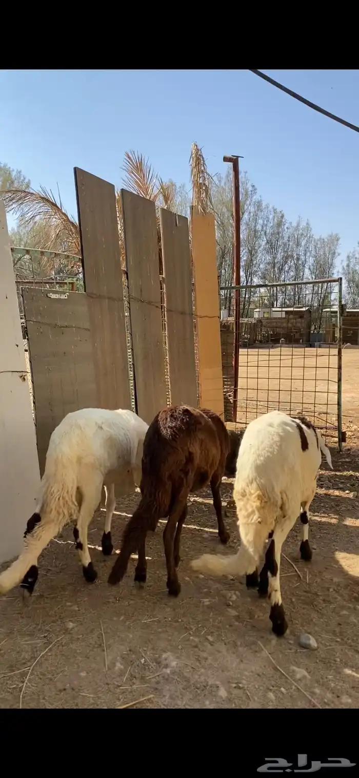 سواكن طيبة عدد 3 للبيع 1