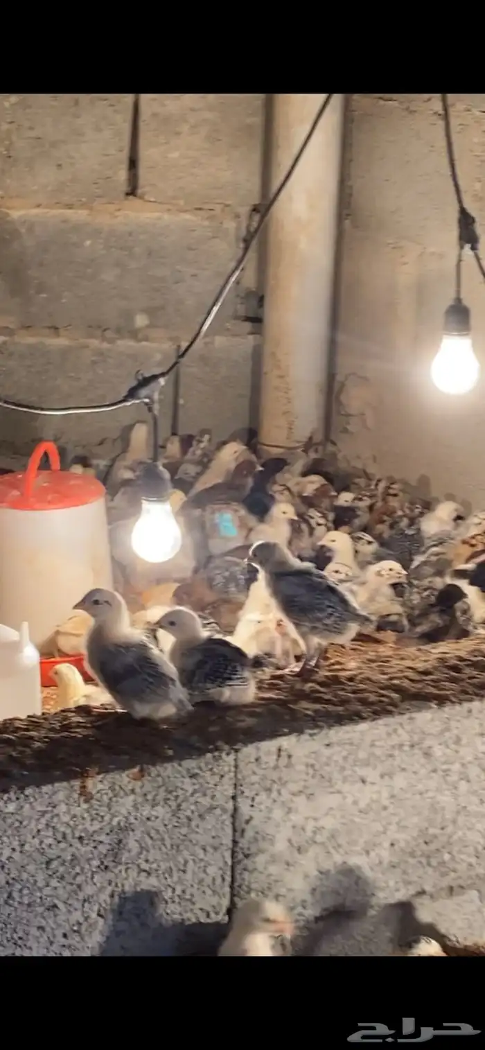 للبيع صوص بلدي نشيط محصن 1