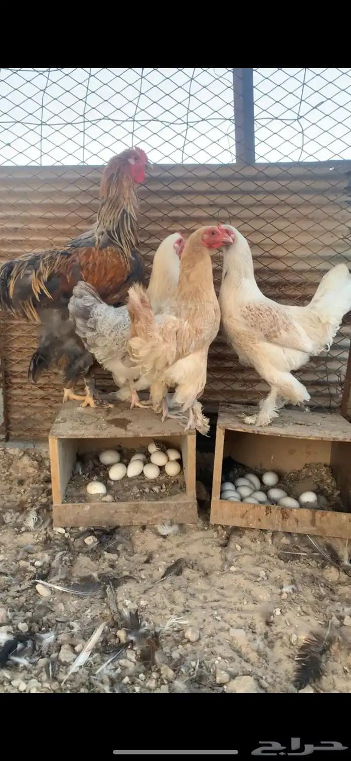 دجاج بكستاني   براهما 0