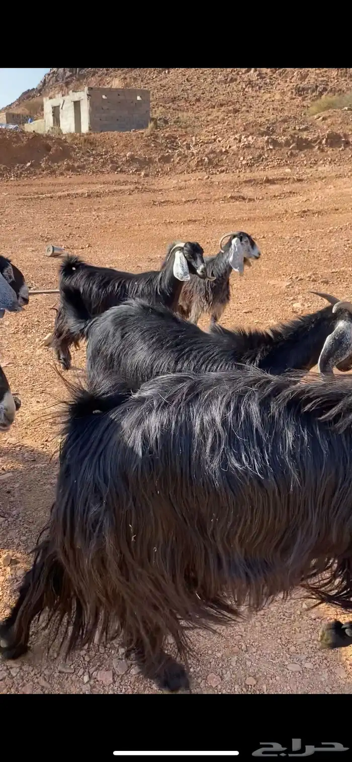 معزا حبشيات اصيله جروم(( تم البيع)) 0