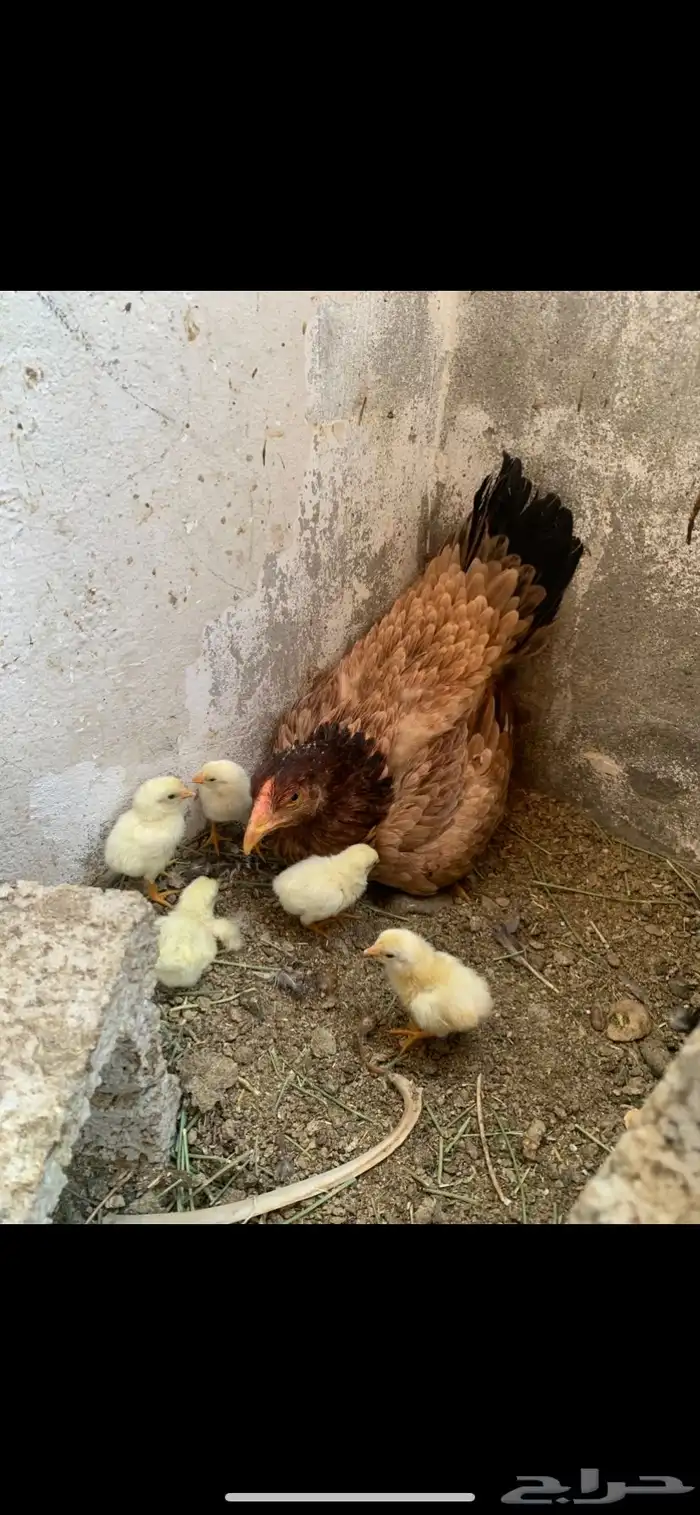 طقم دجاج باكستاني فاخر 0