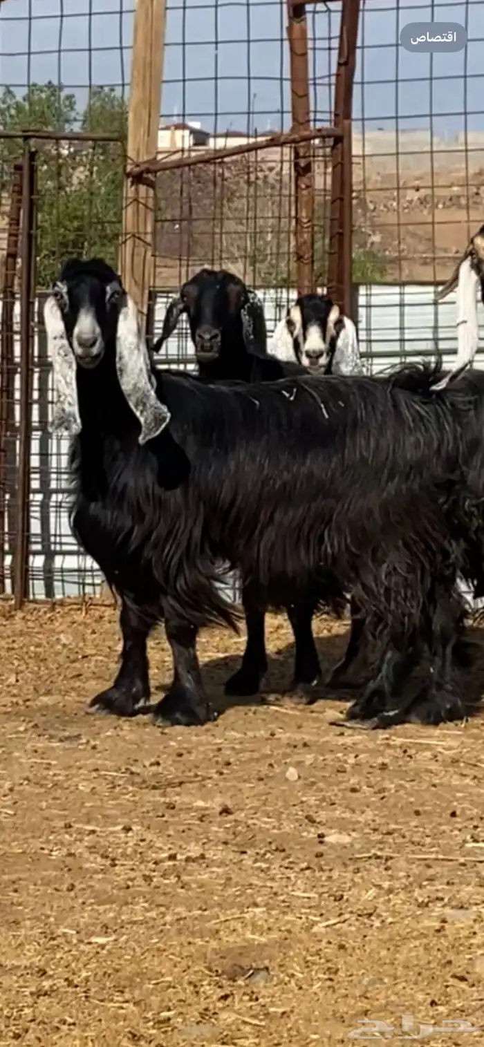 عنز عارضية مضرع ( تم البيييع ) 1