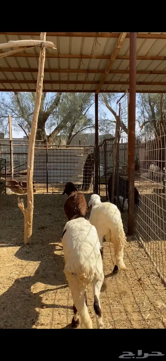 سواكن طيبة عدد 3 للبيع 0