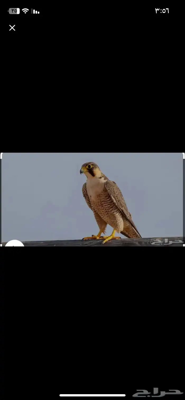 مطلوب شيهانه ب مبلغ معقول 0