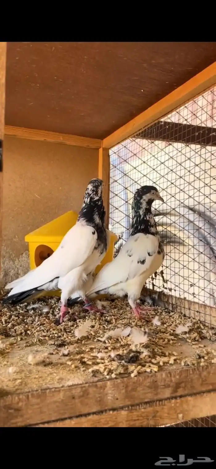 جوز حمام بكستاني 2