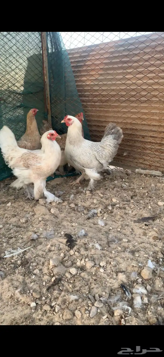 دجاج بكستاني   براهما 2