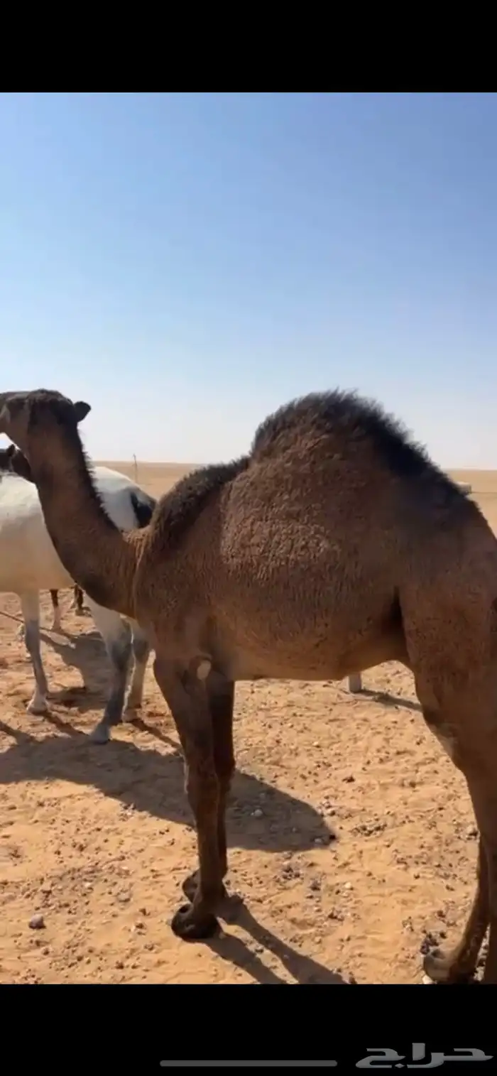 للبيع قعود 4