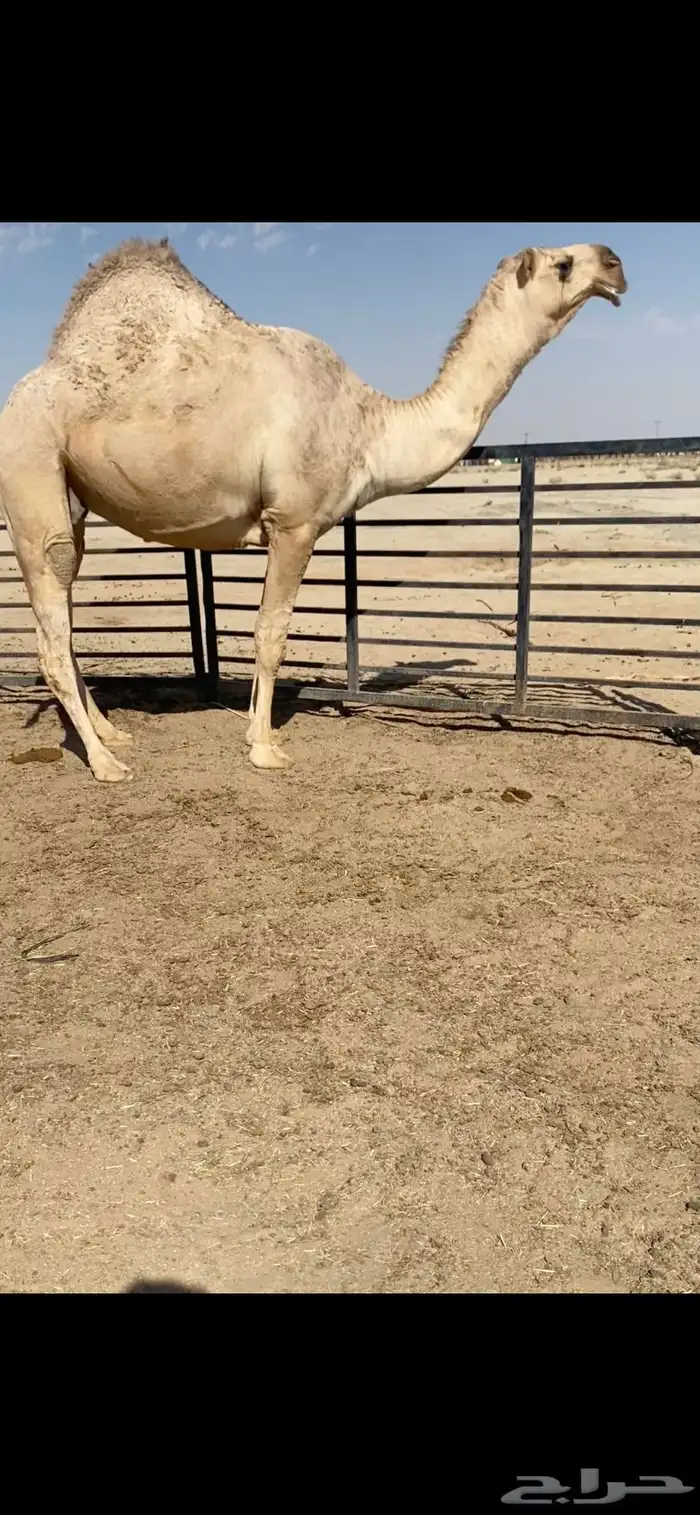 البيع الشقحا الضريبه 0