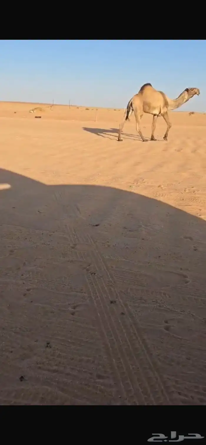 قعود كفوا سنه ثني 1