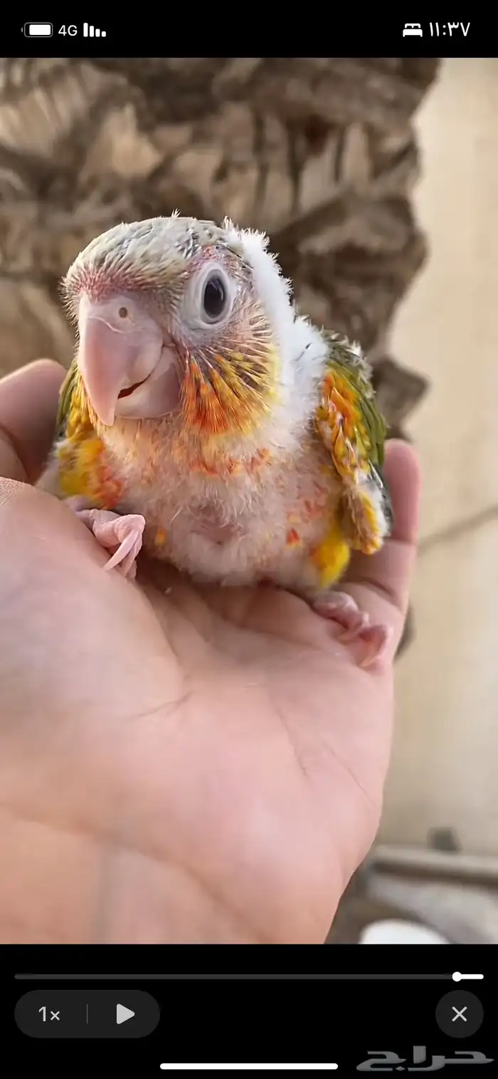 مطلوب فرخ كنيور اناناس 0