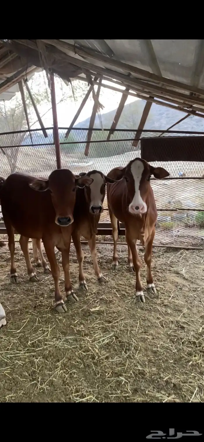 حسلان وحسايل بلدي المخواة 0