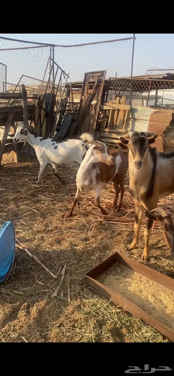 معزا دفيع واصلات 0