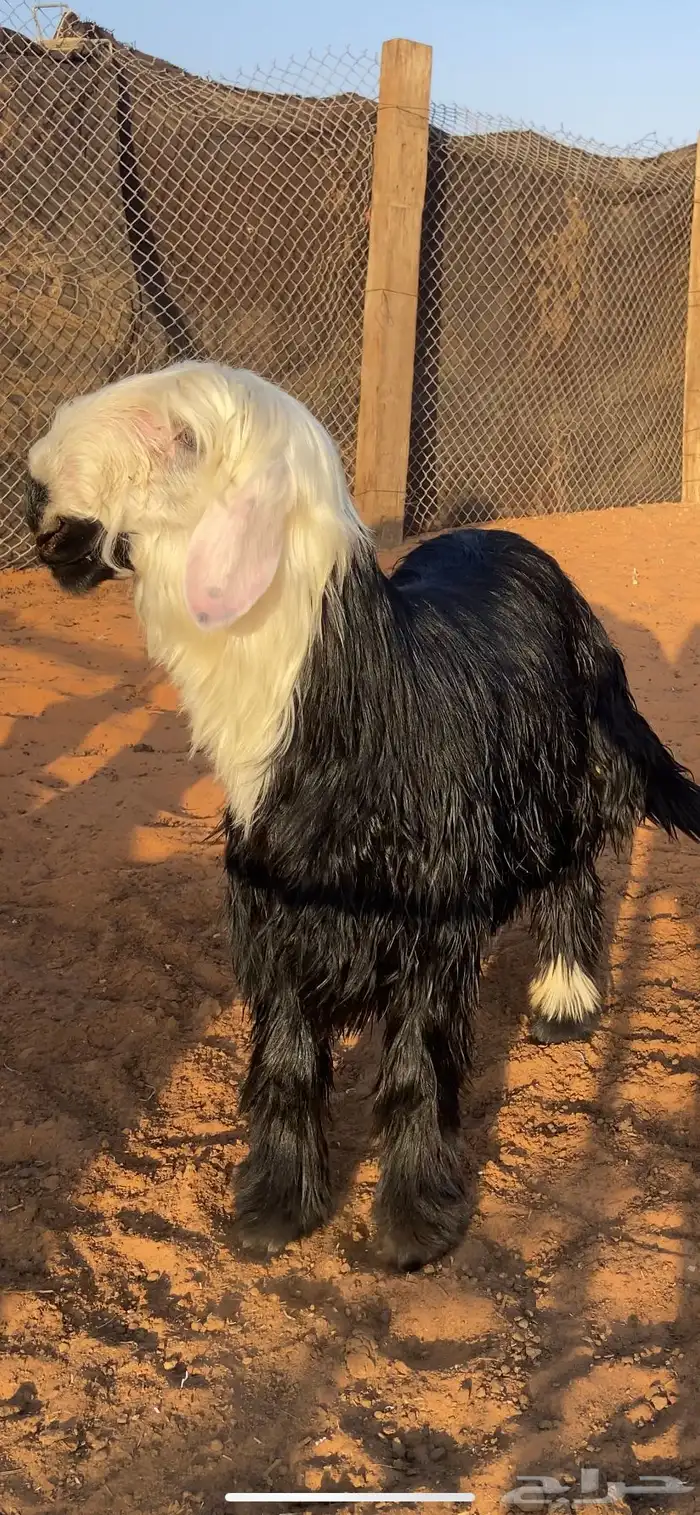 طلي ادغم مشروع فحل 0