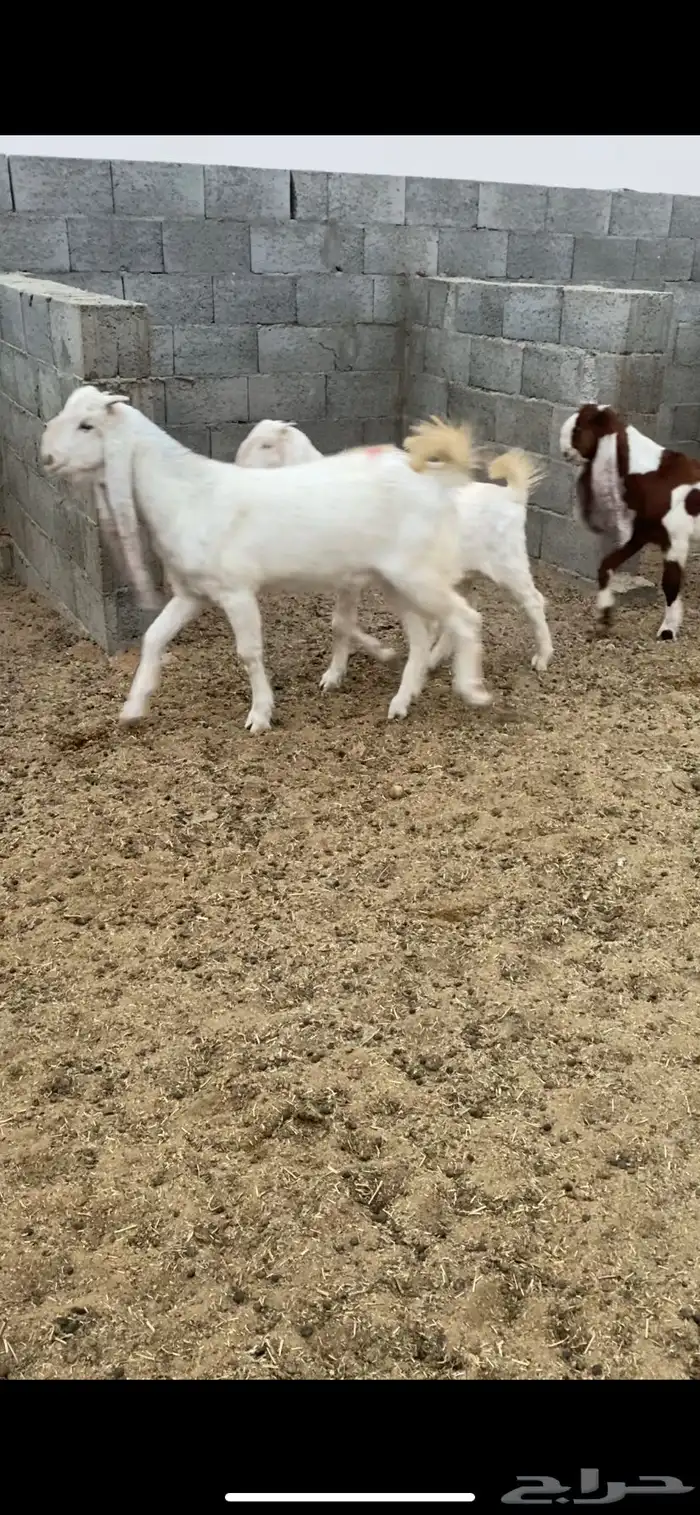 جفار بيض للبيع 2