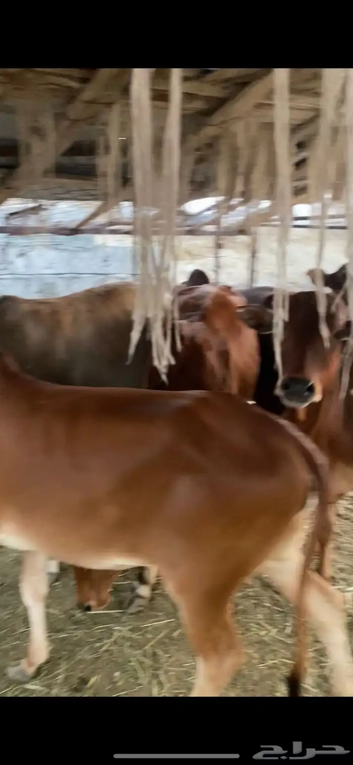 حسلان وحسايل بلدي المخواة 2