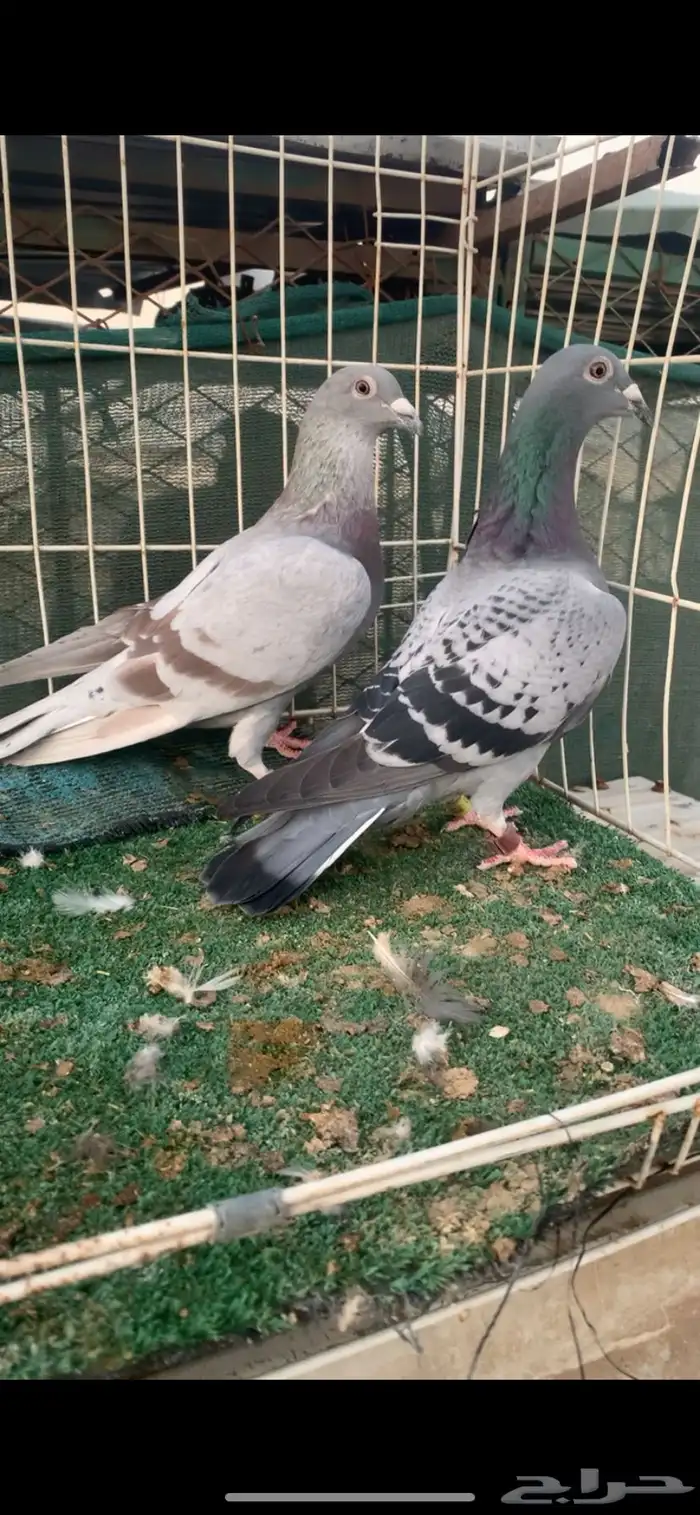 جوز زاجل سباق 1