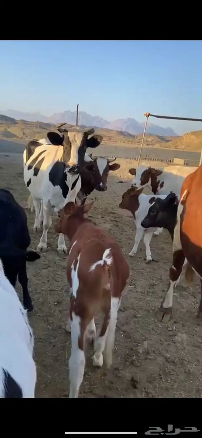 بقر للبيع الموقع ينبع النخل 2