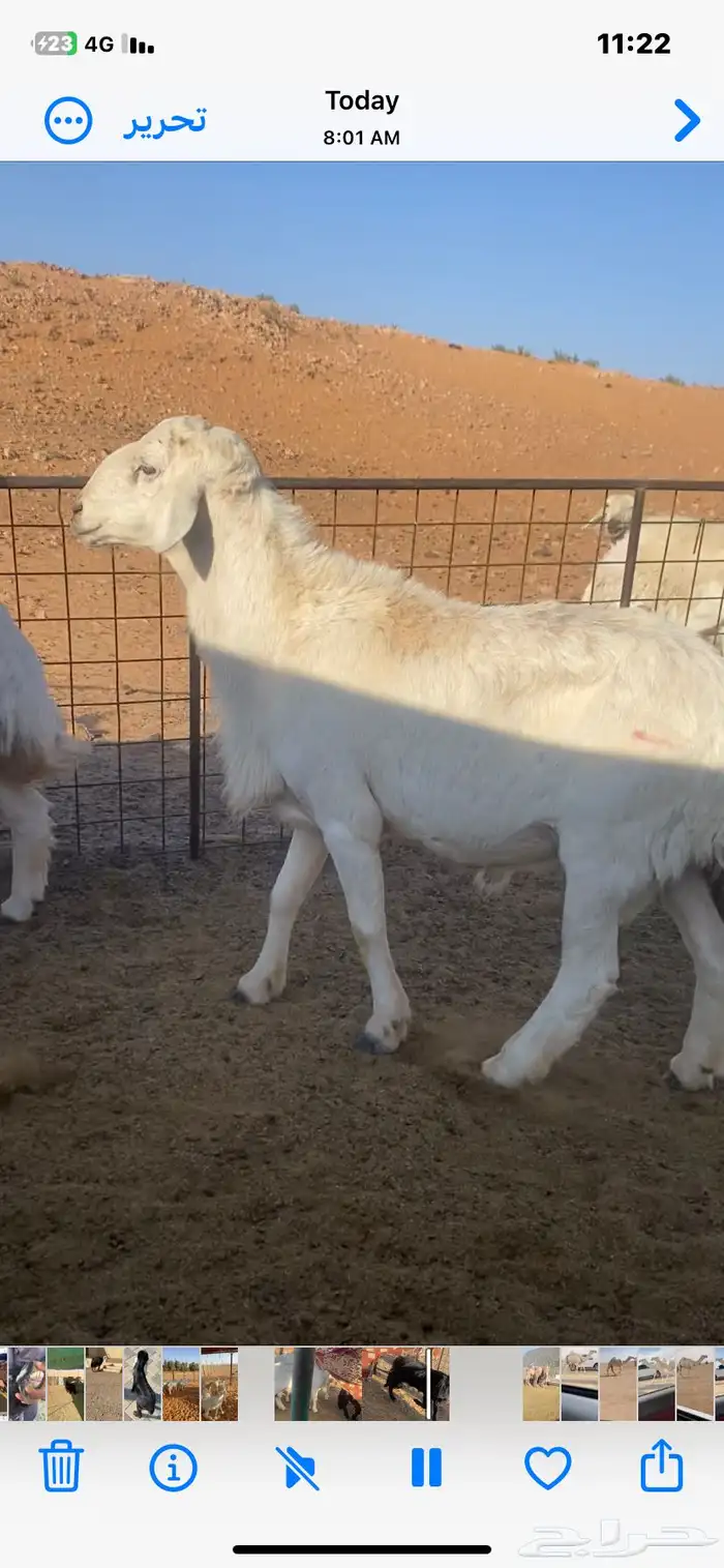 فحل حري مشروط 0