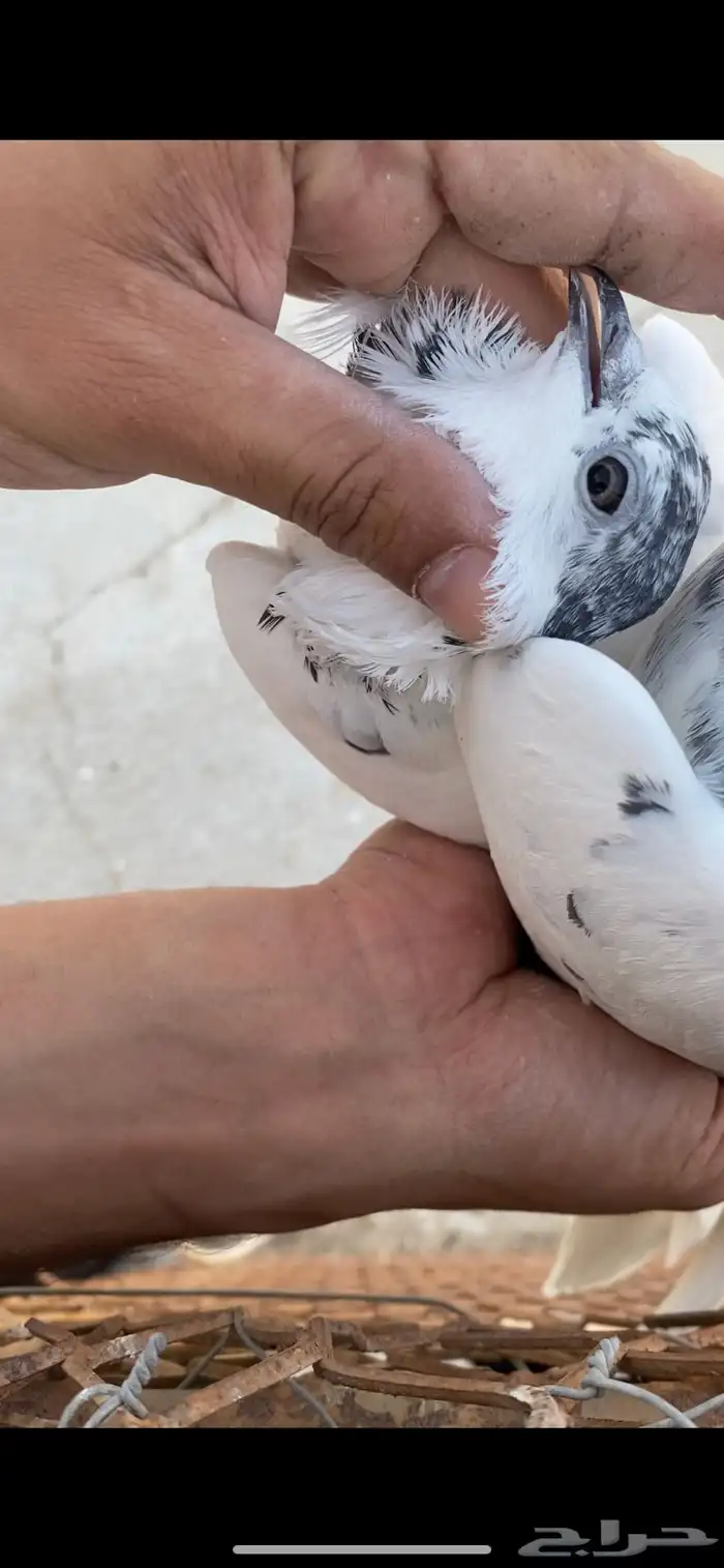 حمام باكستاني 0