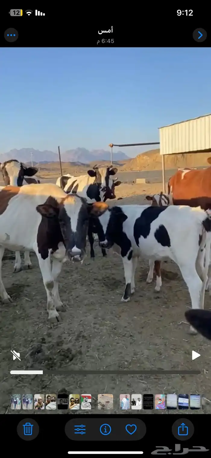 بقر للبيع الموقع ينبع النخل 4